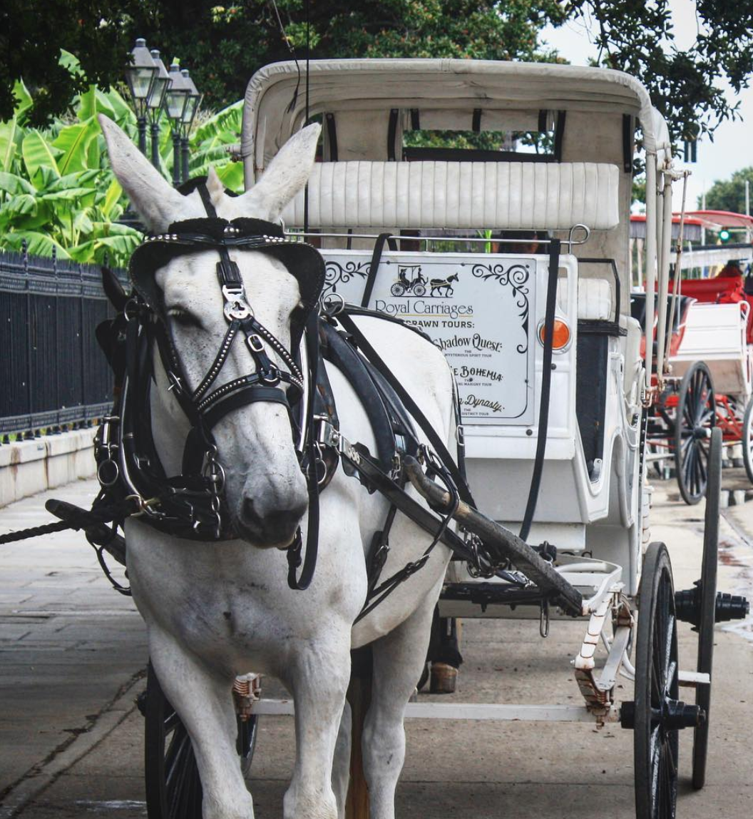 Royal Carriages Family Fun In New Orleans